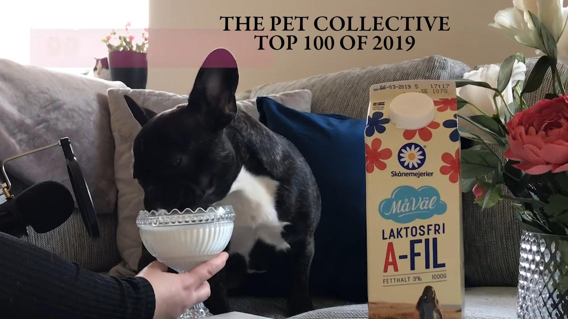 Watch The Pet Collective Top Of Streaming Online On Philo