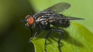 Insect Evidence
