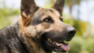 Dogs: Fluff-A-Thon