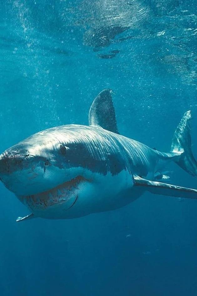 Megalodon The Monster Shark Lives Full Documentary Free Watch Megalodon: The Monster Shark Lives Streaming Online on Philo