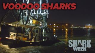 Voodoo Sharks