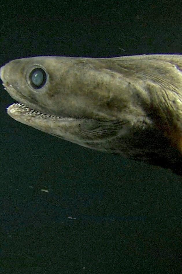 Alien Sharks