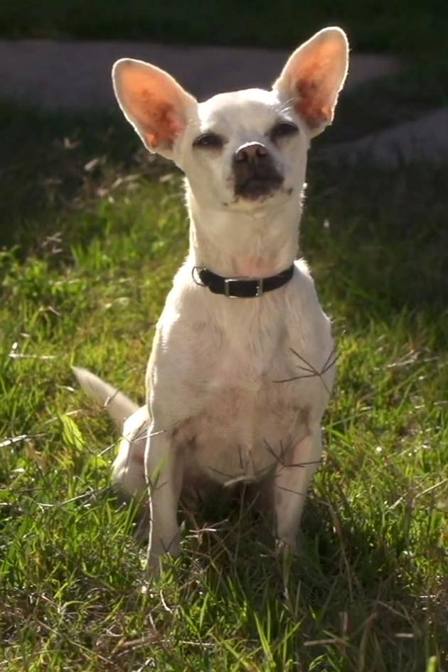 Chihuahua Too!