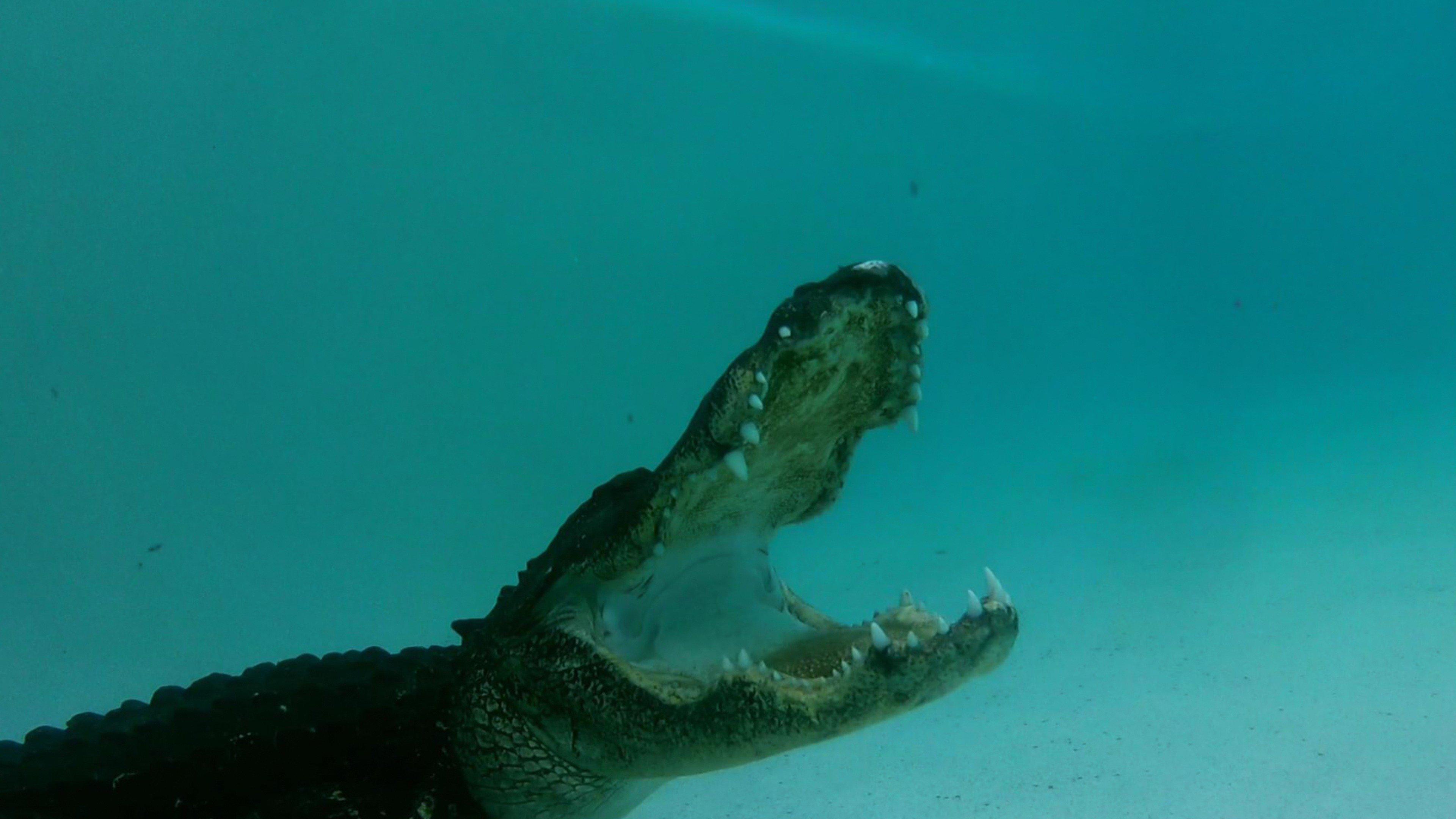 Gator Boys Paint You Later Alligator gator-boys-paint-you-later-alligator