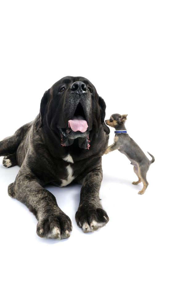 The Wonder of Dogs