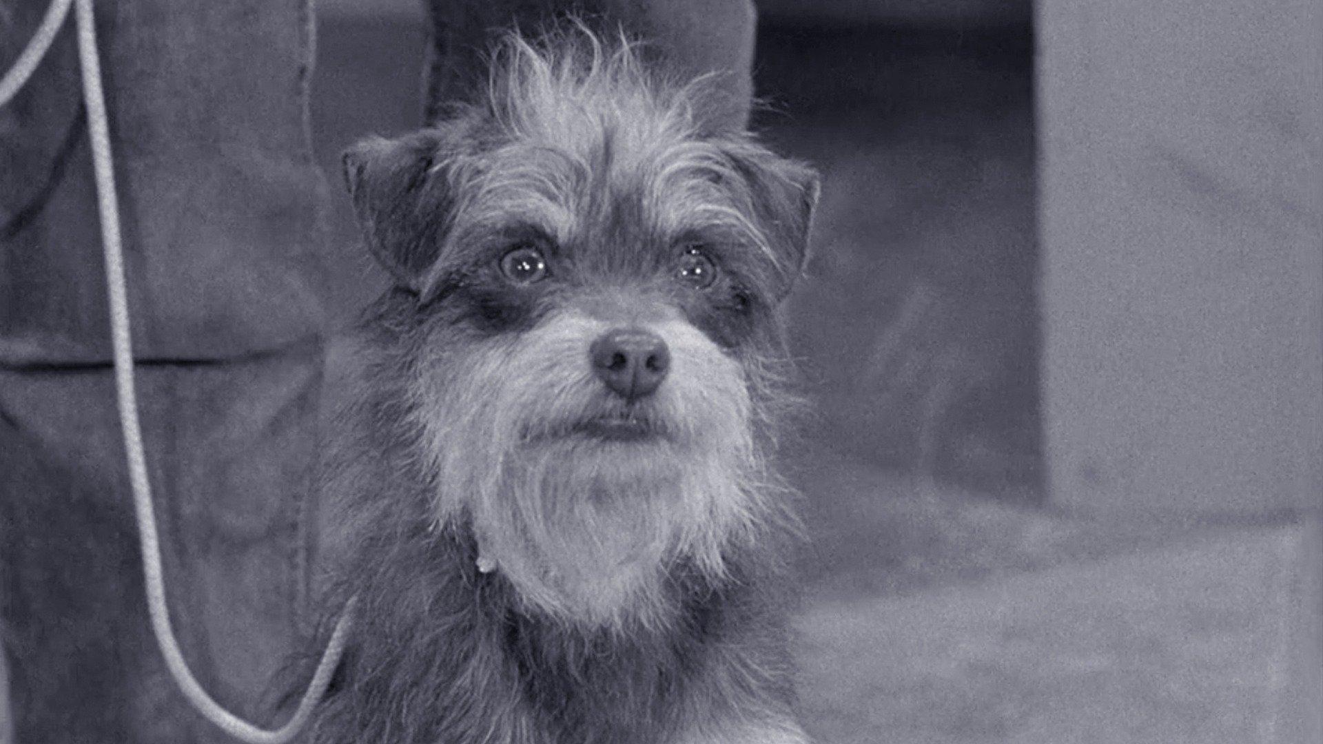 The andy griffith show dogs dogs dogs