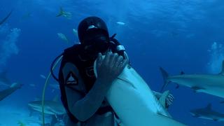 Shark Nation
