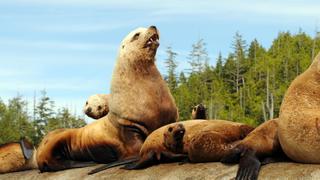 Lions of the Deep