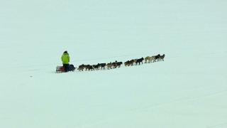 Alaska's Call of the Wild