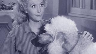 Duke Steals a Wife