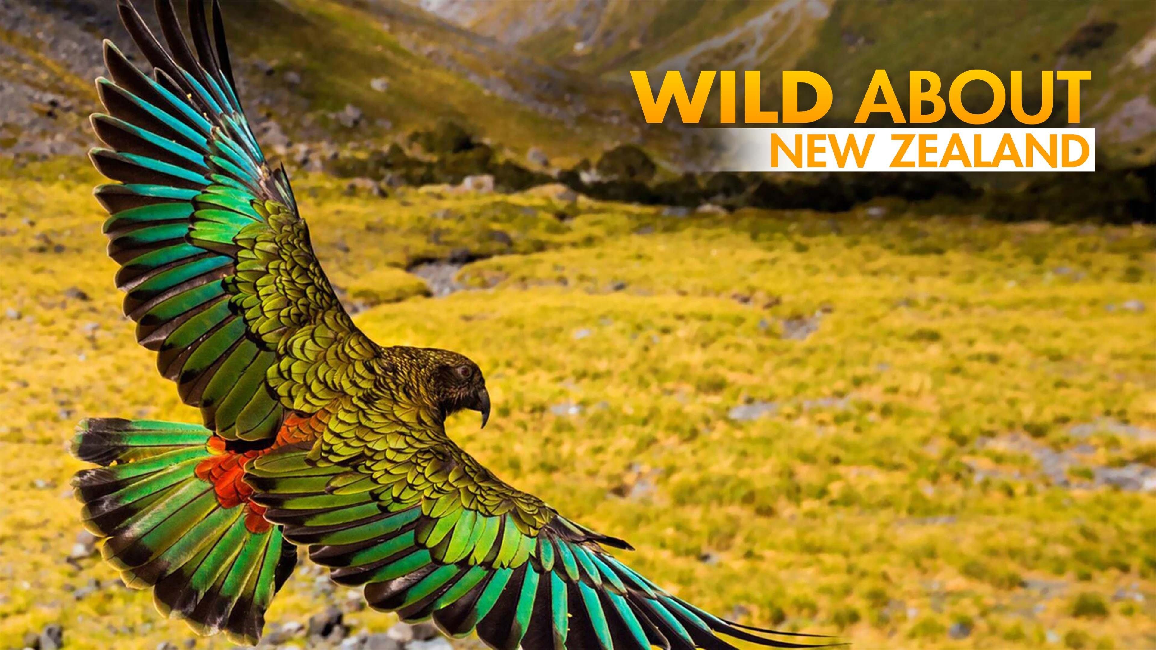 Watch Wild About New Zealand Streaming Online on Philo (Free Trial)