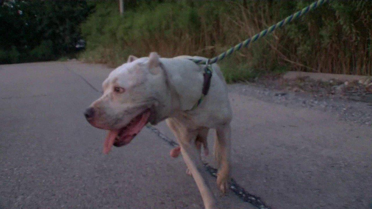 Pit Bulls and Parolees Perfect Match