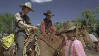 The Longhorns