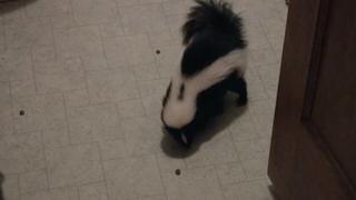 Stinky Skunks and Kangaroos
