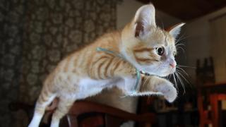 Cat: Kitty Love