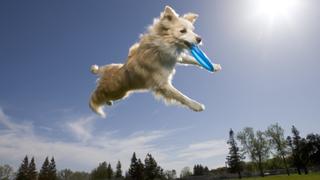 Dog: Pup Stars