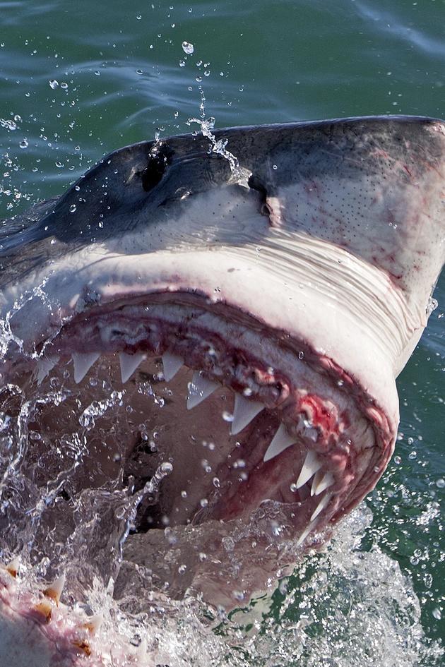 Air Jaws: Fin of Fury