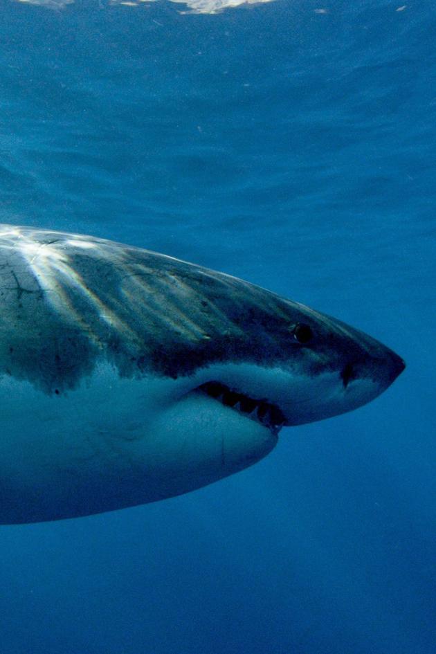Jaws Strikes Back