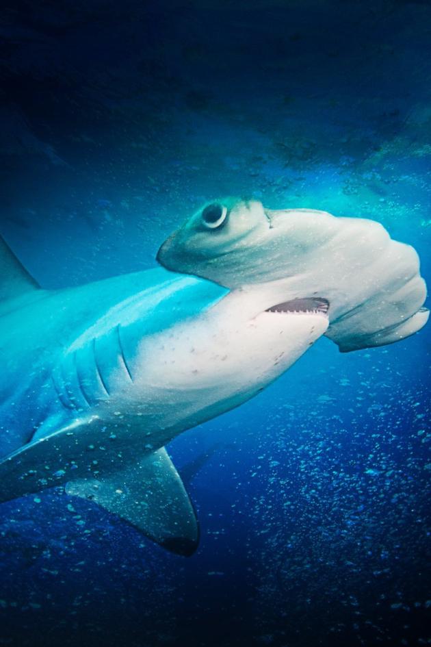 Monster Hammerhead
