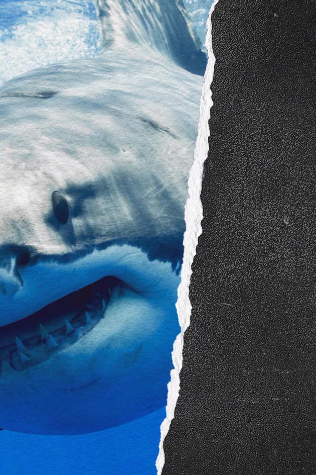 Lair of the Mega Shark