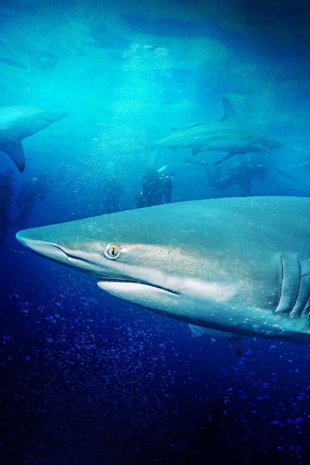 Zombie Sharks