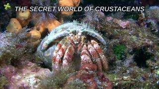 The Secret World Of Crustaceans