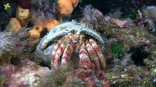 The Secret World Of Crustaceans