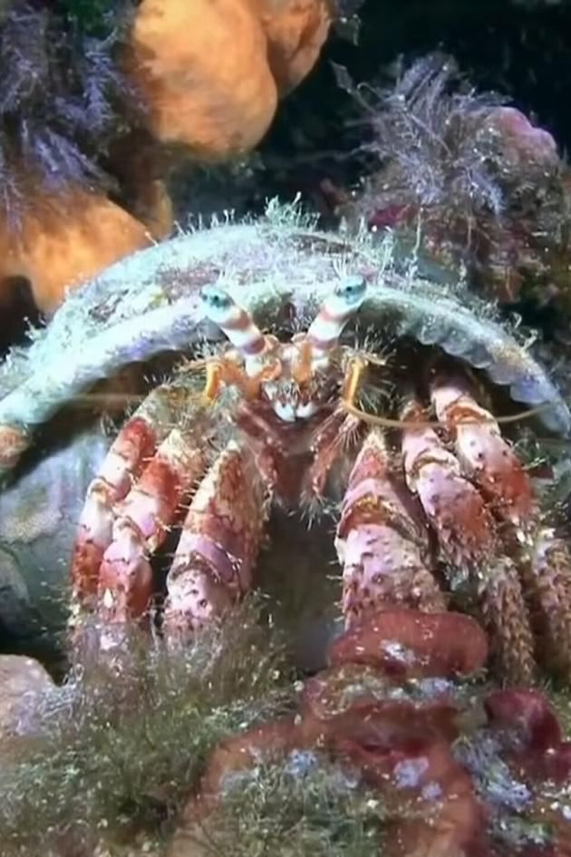 The Secret World Of Crustaceans