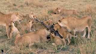 Serengeti