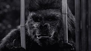 Diamonds Are an Ape's Best Friend