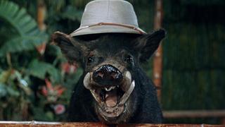 Feed the Kitty Feed the Kitty