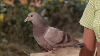 The Pigeon