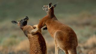 Australia's Red Centre