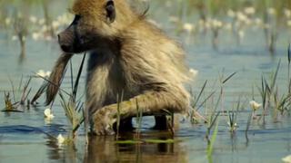 Okavango
