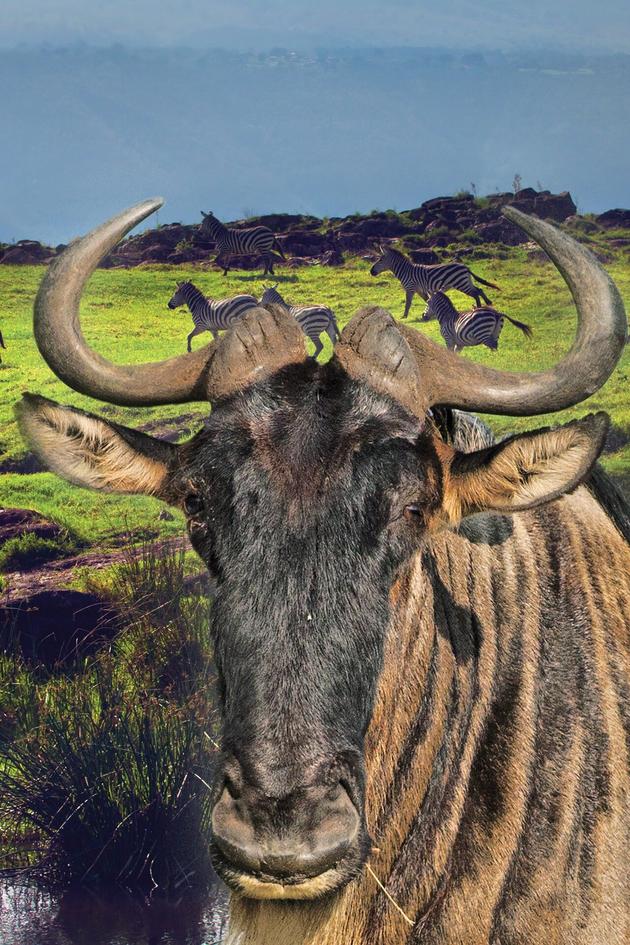 Nomads of the Serengeti