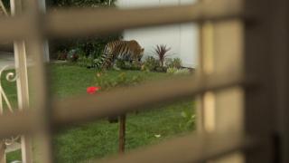 Tiger in My Backyard