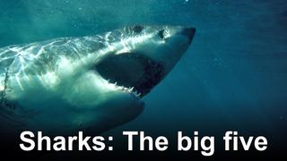 Sharks: The big five