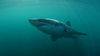 Sharks: The big five