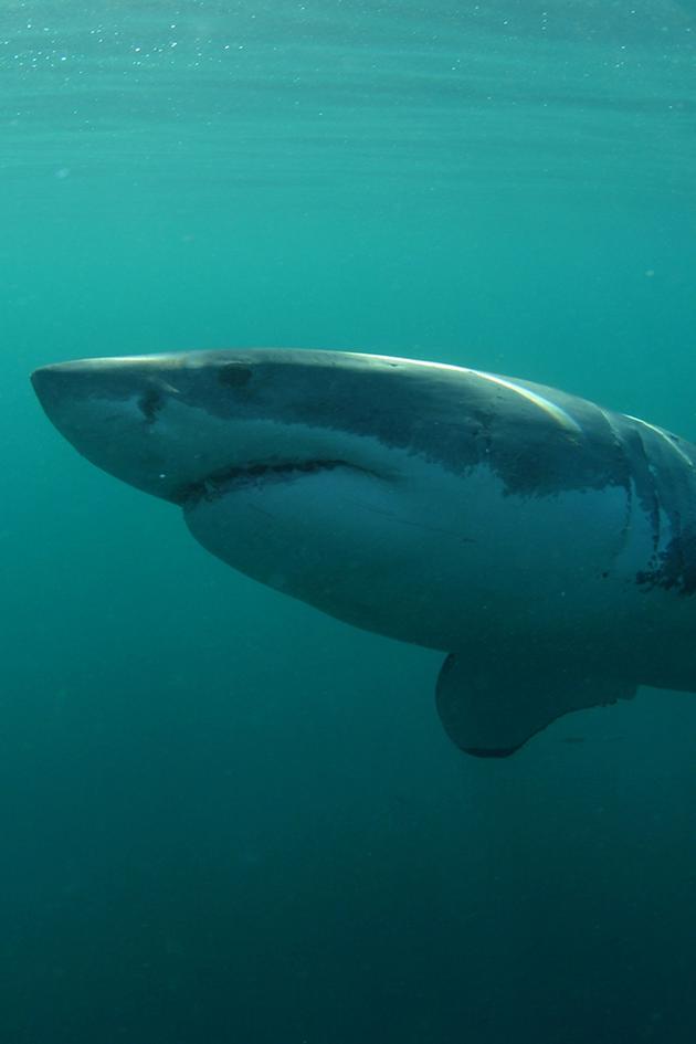 Sharks: The big five