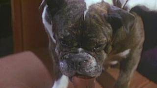 It's a Dog's World