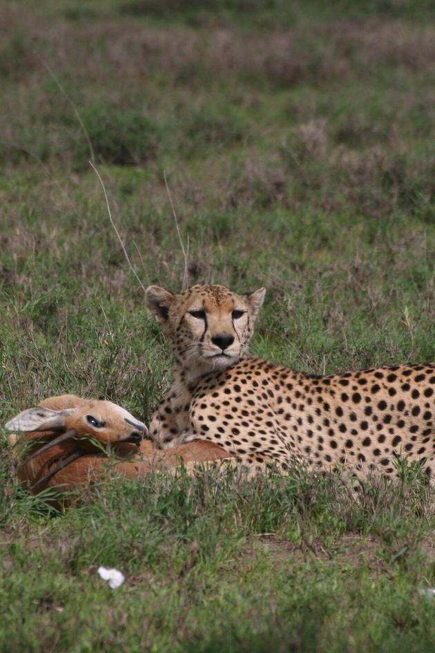 Surviving the Serengeti