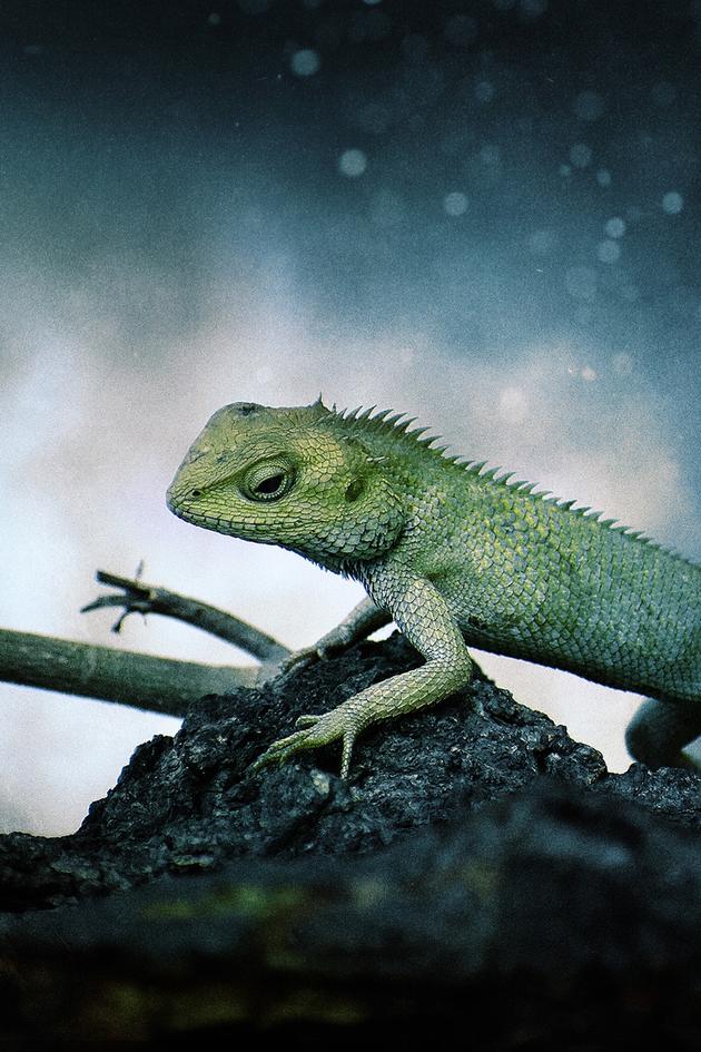 Super Senses: Wild Feats of Evolution