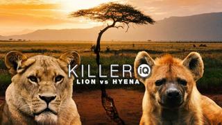 Killer IQ: Lion vs Hyena