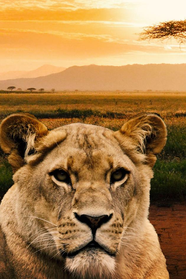 Killer IQ: Lion vs Hyena
