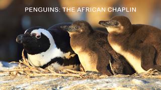 Penguins: The African Chaplin