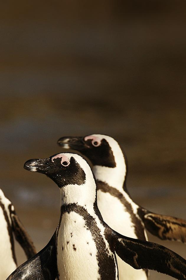 Penguins: The African Chaplin