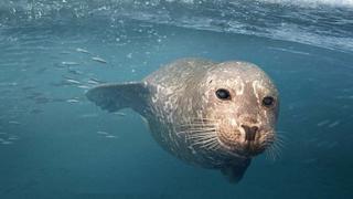 Secrets of the North Sea