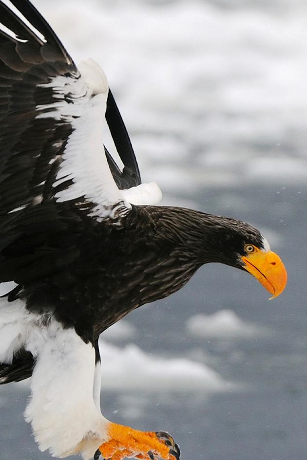 Japan's Wild Year