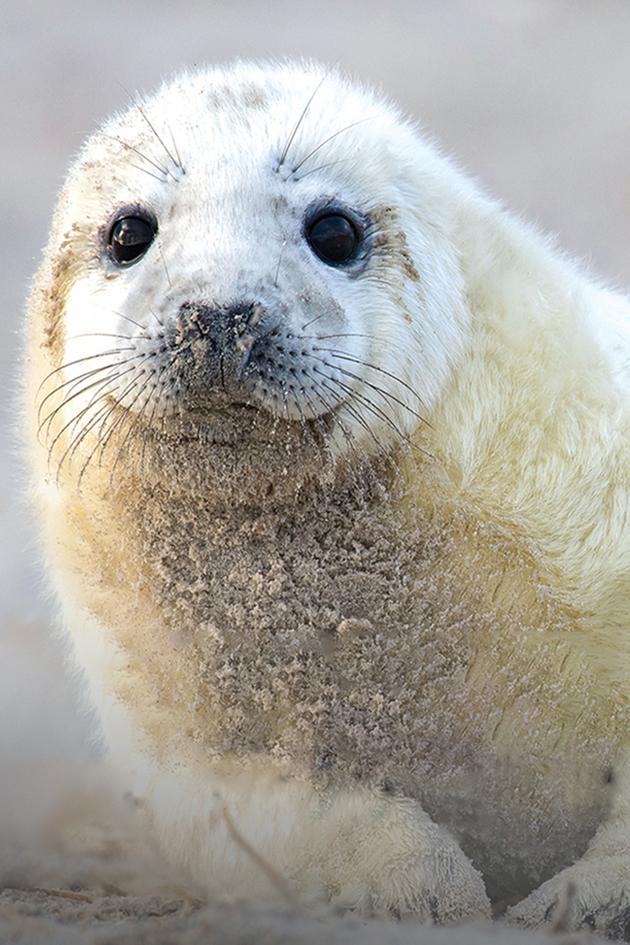 Fur Seals: Battle for Survival