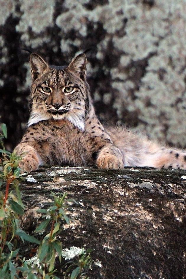 Wild Iberia